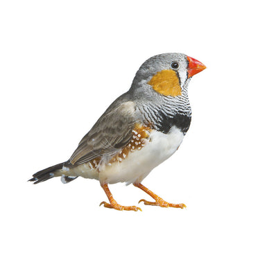 Zebra Finch